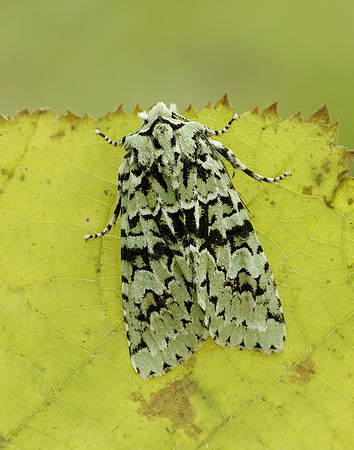 73.224 BF2247 Merveille du Jour Griposia aprilina