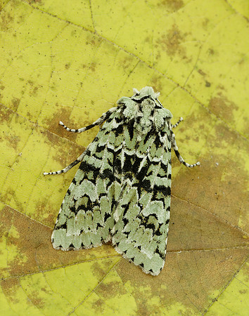 73.224 BF2247 Merveille du Jour Griposia aprilina