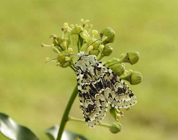 73.224 BF2247 Merveille du Jour Griposia aprilina