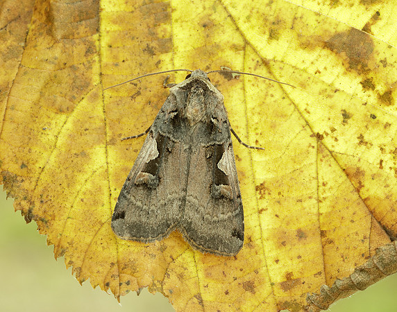 73.359 BF2126 Setaceous Hebrew Character Xestia c-nigrum