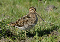 Snipe Gallinago gallinago
