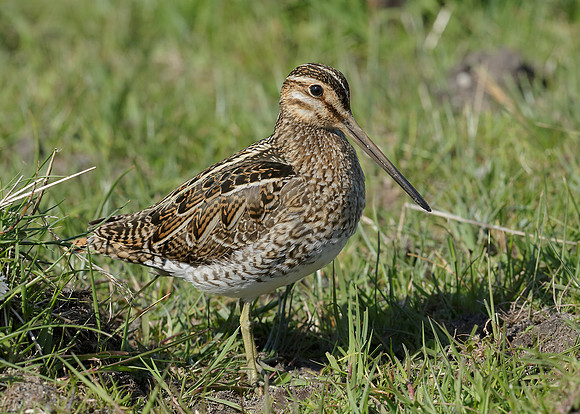 Snipe Gallinago gallinago