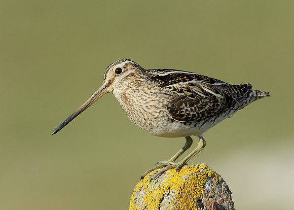 Snipe Gallinago gallinago