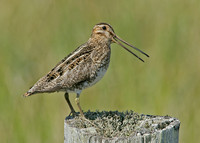 Snipe Gallinago gallinago