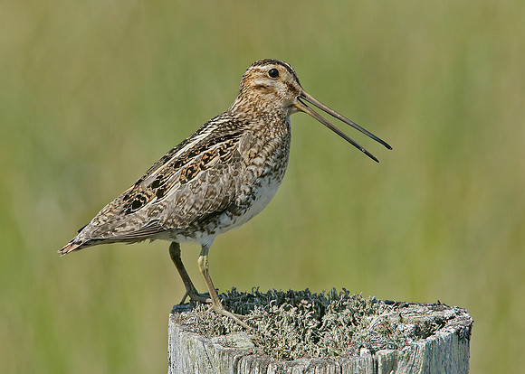 Snipe Gallinago gallinago