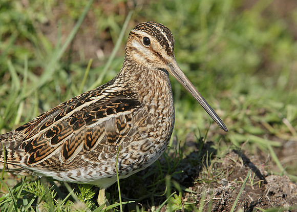 Snipe Gallinago gallinago