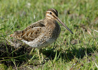 Snipe Gallinago gallinago