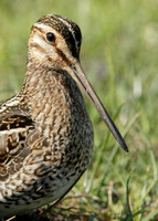 Snipe Gallinago gallinago