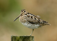 Snipe Gallinago gallinago