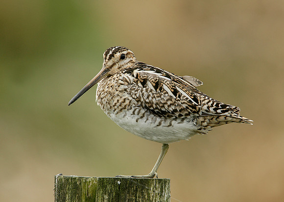 Snipe Gallinago gallinago