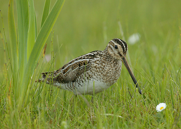 Snipe Gallinago gallinago