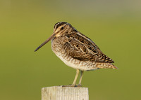 Snipe Gallinago gallinago