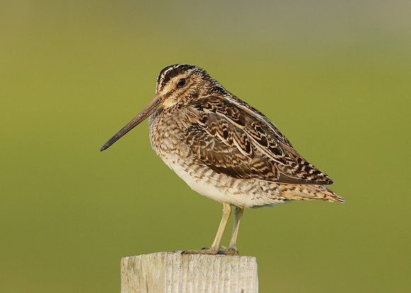Snipe Gallinago gallinago