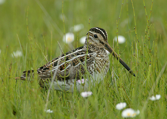 Snipe Gallinago gallinago