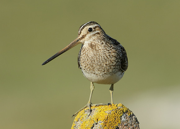 Snipe Gallinago gallinago
