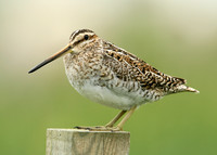 Snipe Gallinago gallinago