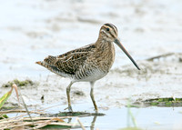 Snipe Gallinago gallinago