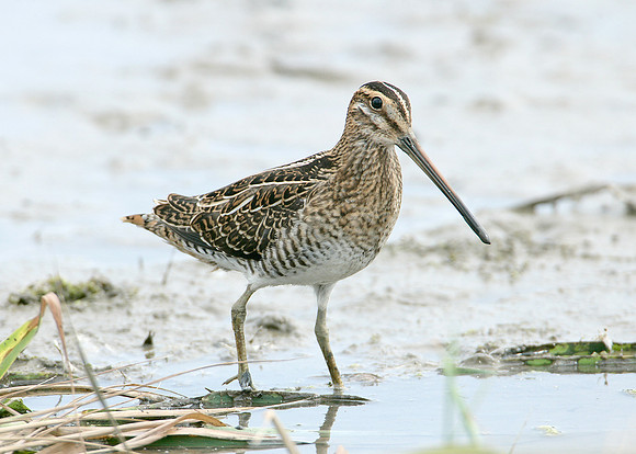 Snipe Gallinago gallinago