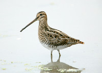 Snipe Gallinago gallinago
