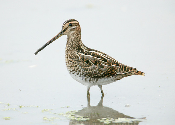 Snipe Gallinago gallinago