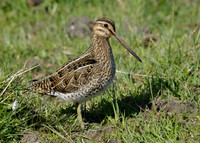 Snipe Gallinago gallinago