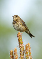 Tree Pipit Anthus trivialis