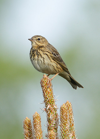 Tree Pipit Anthus trivialis