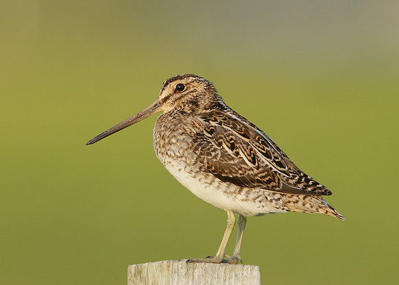 Snipe Gallinago gallinago