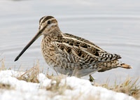 Snipe Gallinago gallinago