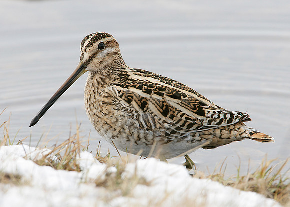 Snipe Gallinago gallinago