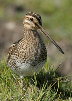 Snipe Gallinago gallinago
