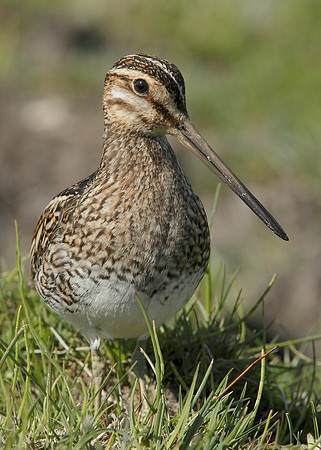 Snipe Gallinago gallinago
