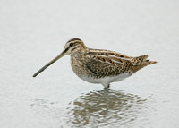 Snipe Gallinago gallinago