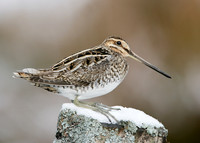 Snipe Gallinago gallinago