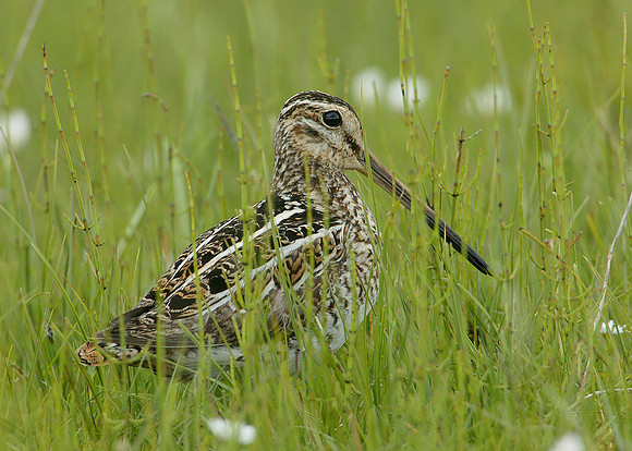 Snipe Gallinago gallinago
