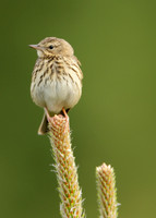 Tree Pipit Anthus trivialis