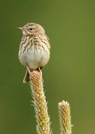 Tree Pipit Anthus trivialis
