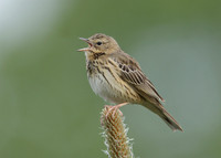 Tree Pipit Anthus trivialis
