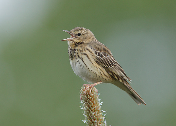 Tree Pipit Anthus trivialis