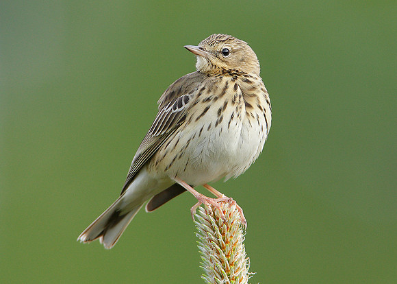 Tree Pipit Anthus trivialis