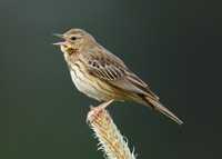 Tree Pipit Anthus trivialis