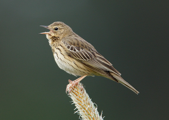 Tree Pipit Anthus trivialis