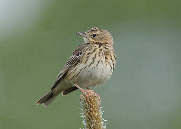 Tree Pipit Anthus trivialis