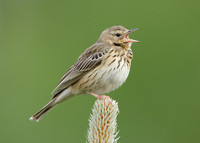 Tree Pipit Anthus trivialis