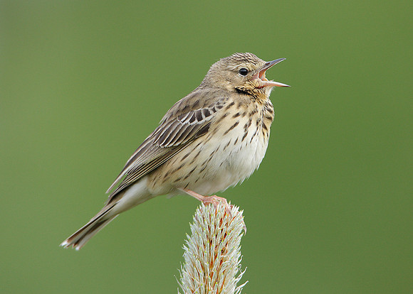Tree Pipit Anthus trivialis