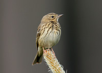 Tree Pipit Anthus trivialis