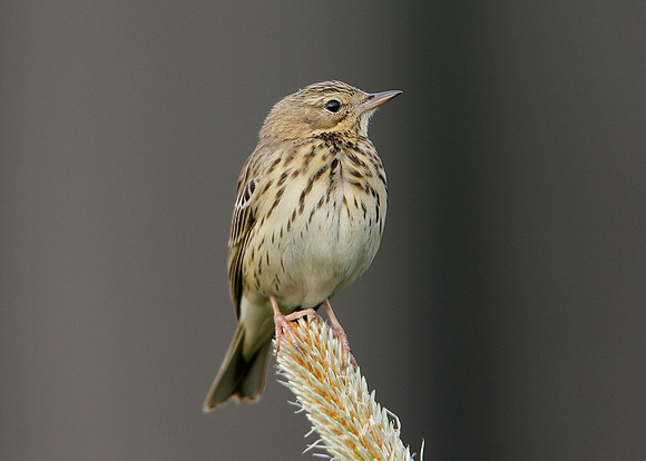 Tree Pipit Anthus trivialis