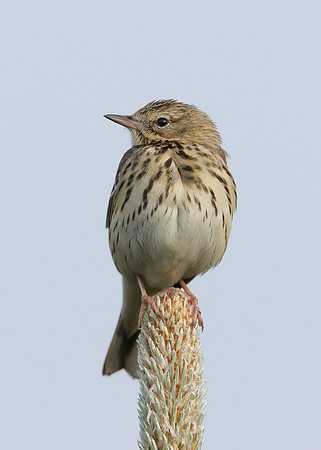Tree Pipit Anthus trivialis