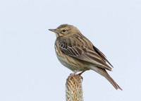 Tree Pipit Anthus trivialis