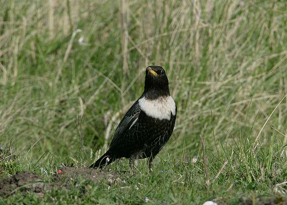 Ring Ouzel Turdus torquatus